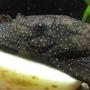 freshwater fish - ancistris sp. - starry night pleco (l-183) - Starlight Bristlenose plec (L183)