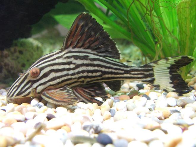 freshwater fish - panaque nigrolineatus - gold royal pleco (l-027) - Royal plec