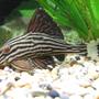 freshwater fish - panaque nigrolineatus - gold royal pleco (l-027) - Royal plec