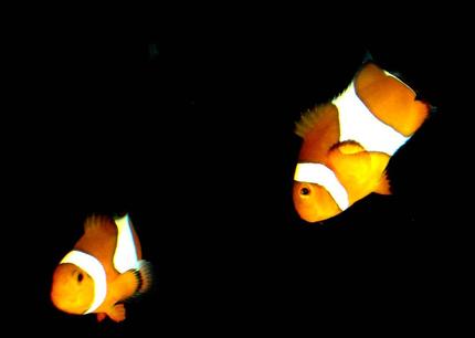 saltwater fish - amphiprion percula - true percula clownfish stocking in 80 gallons tank - My Clown Fish
