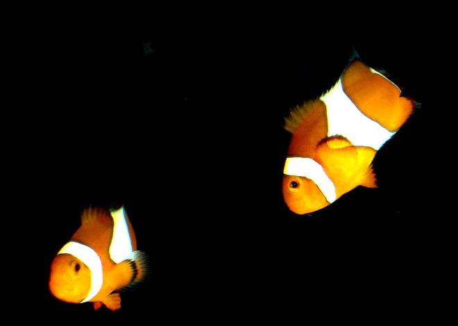 saltwater fish - amphiprion percula - true percula clownfish stocking in 80 gallons tank - My Clown Fish