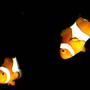 saltwater fish - amphiprion percula - true percula clownfish stocking in 80 gallons tank - My Clown Fish
