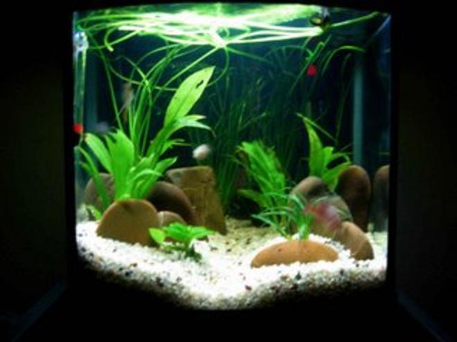 5 gallons freshwater fish tank (mostly fish and non-living decorations) - Tank 2