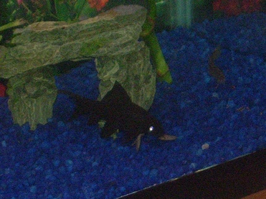 Rated #2349: Freshwater Fish - Labeo Chrysophekadion - Black Shark Stocking In 29 Gallons Tank - 3.5" Black Shark

Keep on dark soil and they will be jet black.