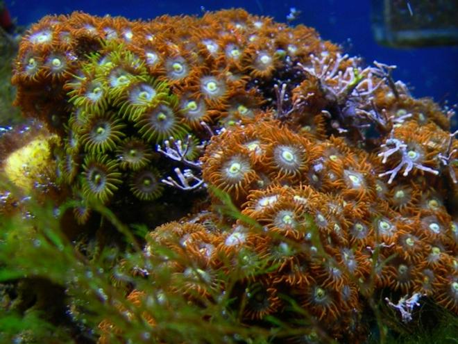 corals inverts - zoanthus sp. - green polyps stocking in 46 gallons tank - Orange and Green Zoo's
