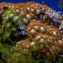 corals inverts - zoanthus sp. - green polyps stocking in 46 gallons tank - Orange and Green Zoo's