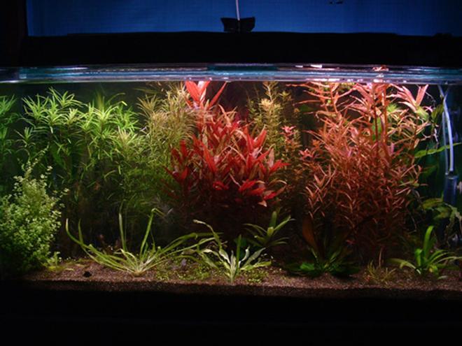 100 gallons planted tank (mostly live plants and fish) - 120x60x60 planted tank.The color gave me the most satisfaction as it is sometimes very hard to have all plants doing well.