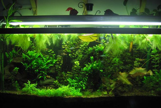 55 gallons planted tank (mostly live plants and fish) - 55 gallon planted tank.  It finally grew in!!