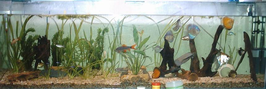 Rated #363: 200 Gallons Freshwater Fish Tank - mi pecera ..hace unos meses...