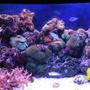 55 gallons reef tank (mostly live coral and fish) - 40 gallon Reef Tank