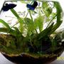 2 gallons planted tank (mostly live plants and fish) - Female Betta Pico Bowl