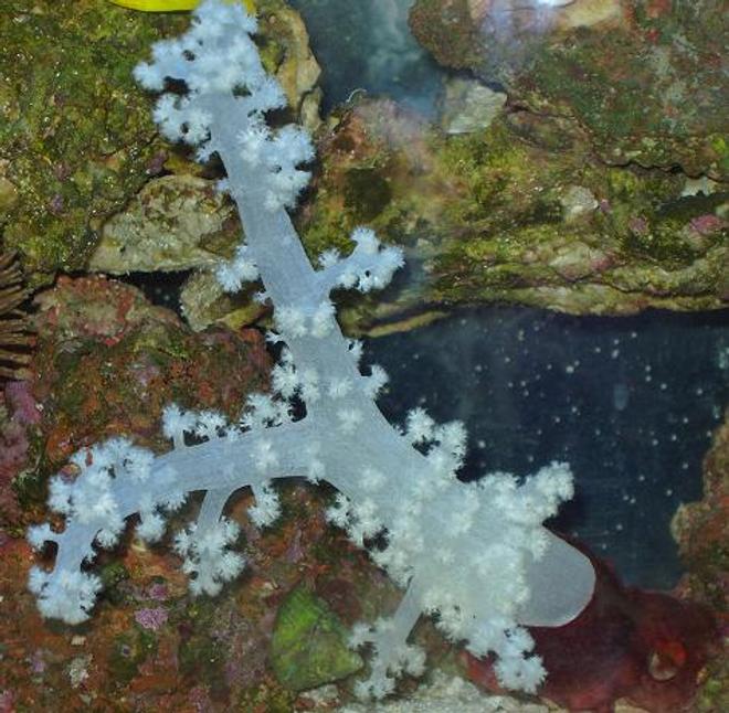 corals inverts - dendronephthya sp. - carnation tree coral stocking in 55 gallons tank - WHITE CARNATION