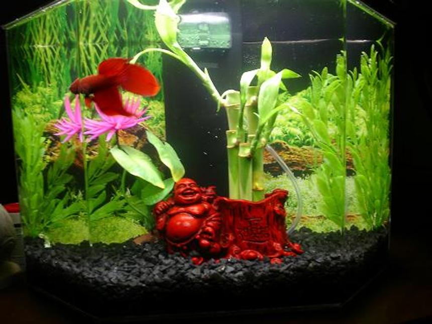 Rated #254: 5 Gallons Freshwater Fish Tank - 5 gallon TopFin Aquascene hexagon tank
16" L x 9.75" D x 16" H.