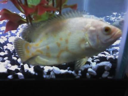 freshwater fish - astronotus ocellatus - albino oscar stocking in 29 gallons tank - my 5 inch albino tiger oscar 