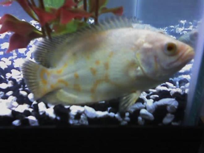 freshwater fish - astronotus ocellatus - albino oscar stocking in 29 gallons tank - my 5 inch albino tiger oscar "Martha"
Almost has an "eye" on her tail, which isnt all that common with albinos