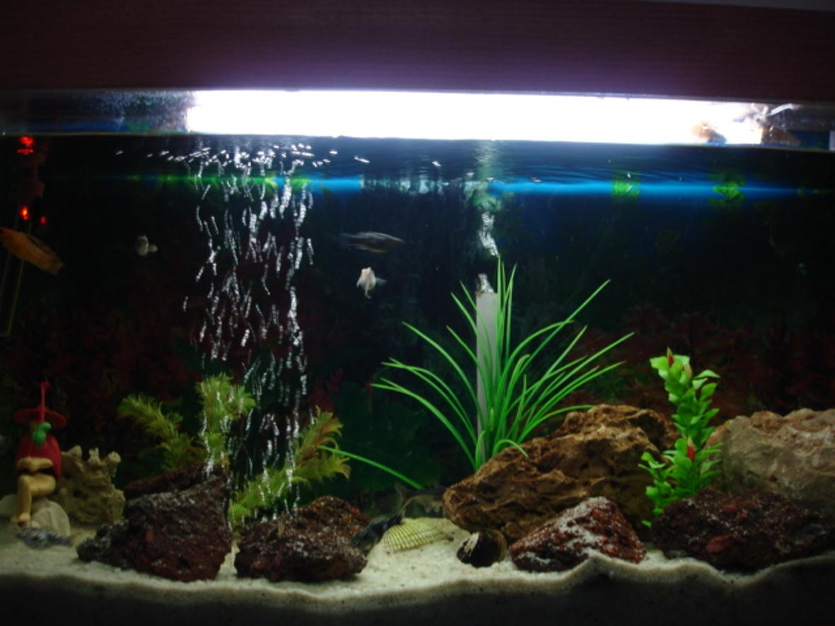 40 gallons freshwater fish tank (mostly fish and non-living decorations) - Good things come in small packages