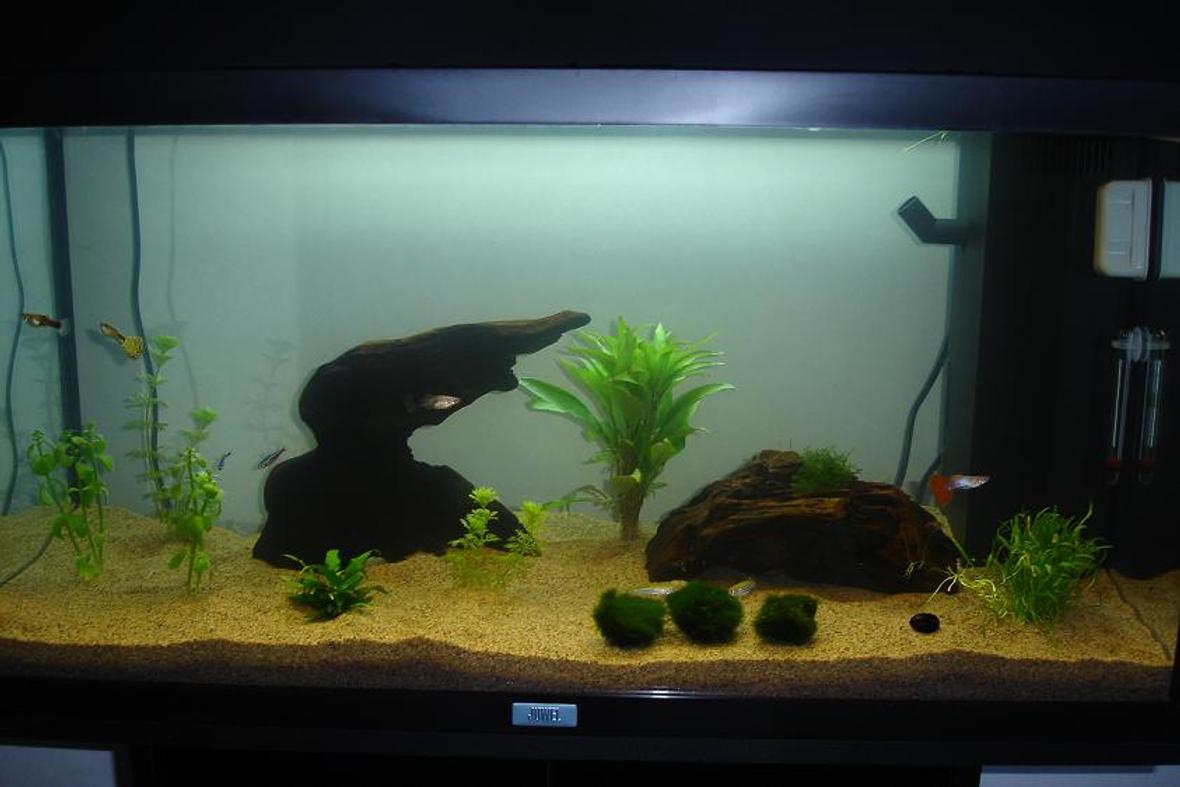 30 gallons planted tank (mostly live plants and fish) - 5 cardinal tetras 1 zebra fish 1 SAE 1 albino sucker fish lots of plants with some moss. This is my first tank and it's only 1 weeks old, so be gentle.. It will get better, but I want to slow down so I can get the fish in a scheduled pattern.