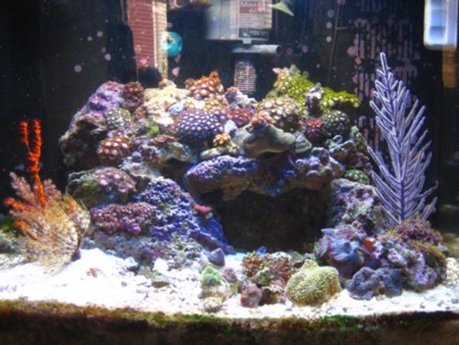 24 gallons reef tank (mostly live coral and fish) - zoanthid heaven