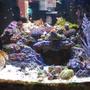 24 gallons reef tank (mostly live coral and fish) - zoanthid heaven