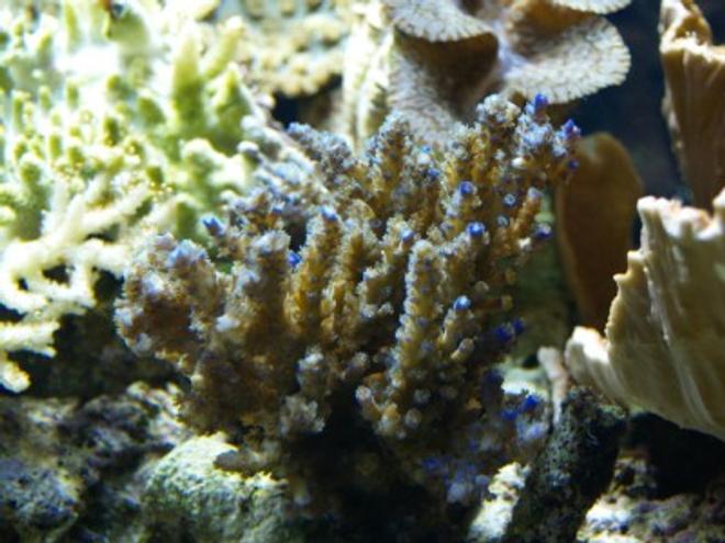 corals inverts - acropora sp. - branching acropora coral, blue stocking in 75 gallons tank - 2
