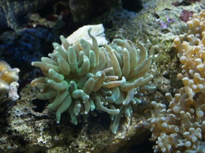 corals inverts - euphyllia glabrescens - torch coral stocking in 75 gallons tank - 8