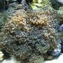 corals inverts - euphyllia paradivisa - frogspawn coral stocking in 75 gallons tank - 10