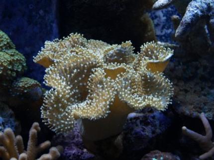corals inverts - sarcophyton sp. - toadstool mushroom leather coral stocking in 75 gallons tank - 12