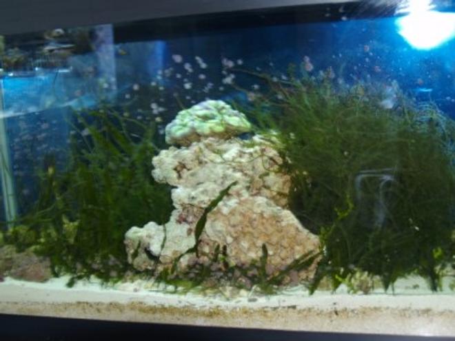 75 gallons saltwater fish tank (mostly fish, little/no live coral) - refugium 30 gl