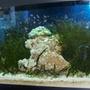 75 gallons saltwater fish tank (mostly fish, little/no live coral) - refugium 30 gl