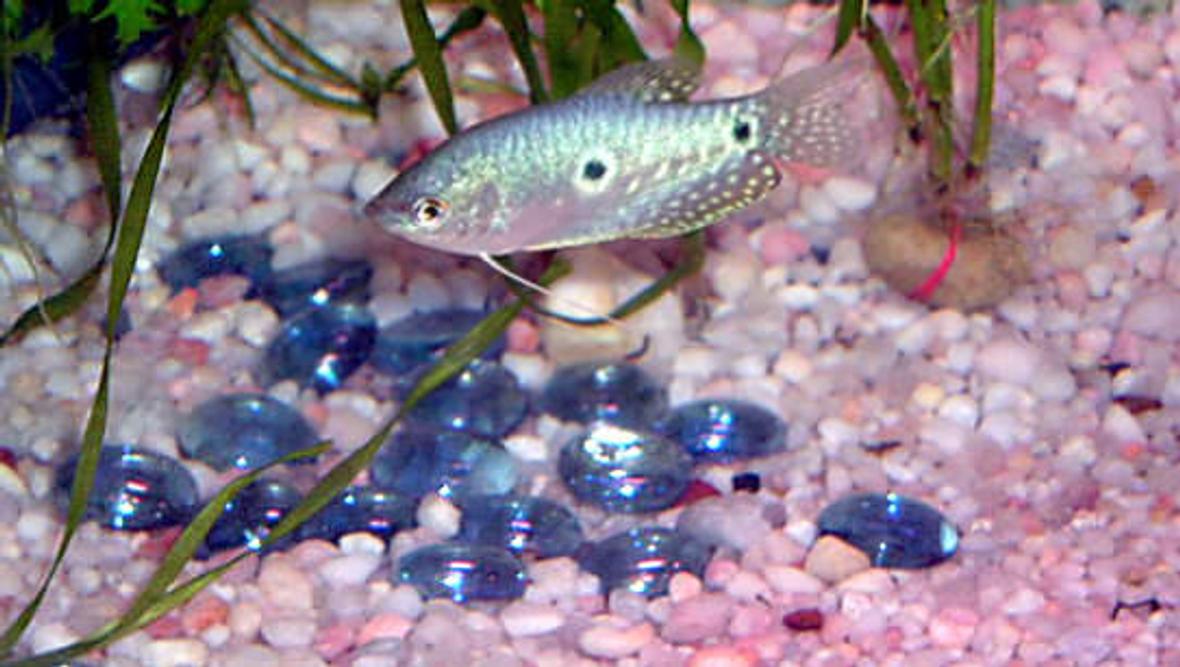 freshwater fish - trichogaster trichopterus - blue gourami stocking in 11 gallons tank - my 4'' moonlight gourami, keept in a well stablished community tank with (mistake?) 2 goldfish