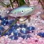 freshwater fish - trichogaster trichopterus - blue gourami stocking in 11 gallons tank - my 4'' moonlight gourami, keept in a well stablished community tank with (mistake?) 2 goldfish