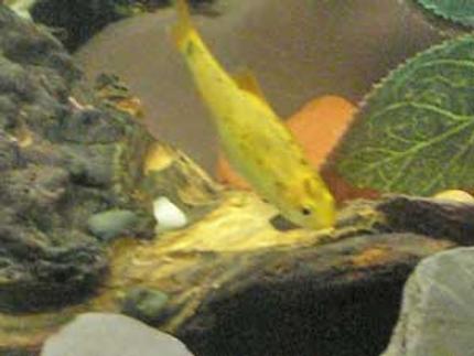 freshwater fish - puntius ticto - ticto barb stocking in 12 gallons tank - one of the golden barbs