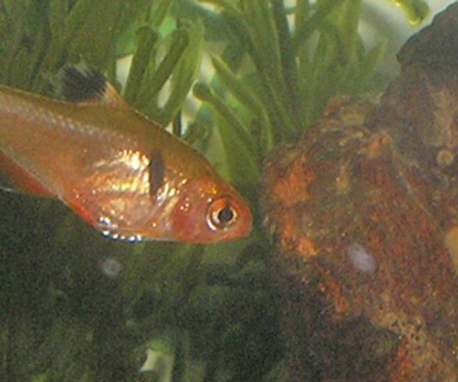 freshwater fish - hyphessobrycon callistus - red minor serpae tetra stocking in 12 gallons tank - one of my tetras