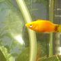 freshwater fish - xiphophorus maculatus - hi fin platy stocking in 12 gallons tank - Satsuma - my platy XD