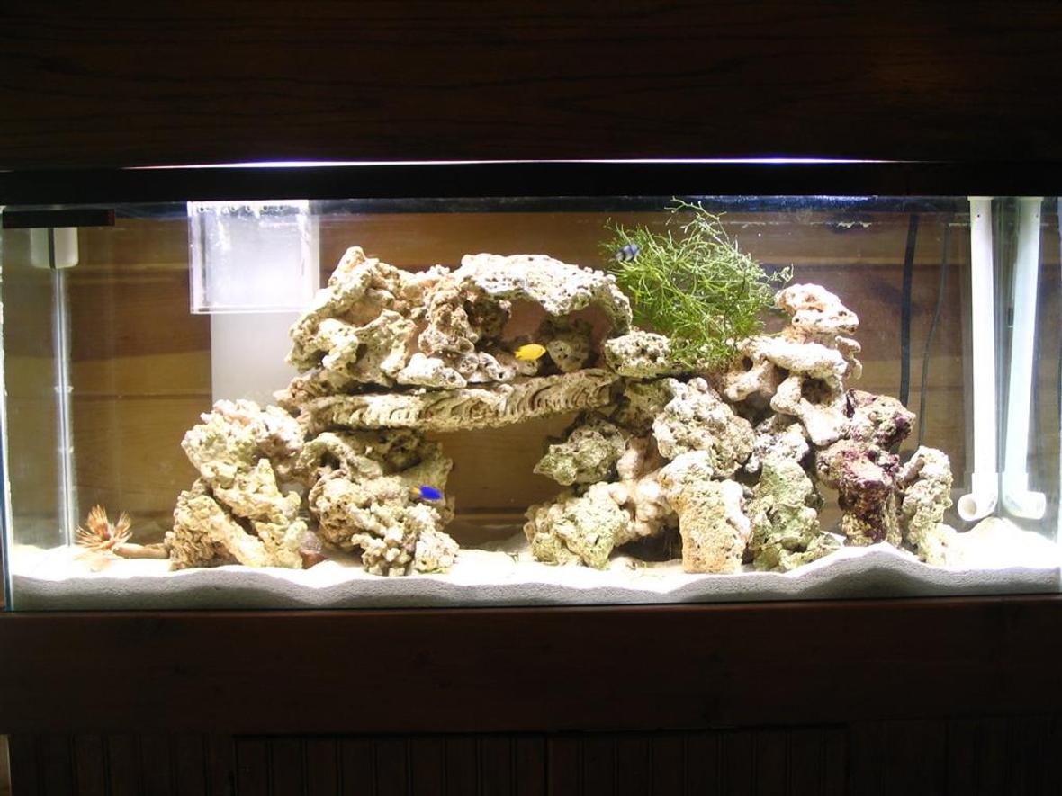 55 gallons saltwater fish tank (mostly fish, little/no live coral) - Tank as of 6/1/06 1 Hawian feather duster 3 damsels 1 scooter blenny macroalgea