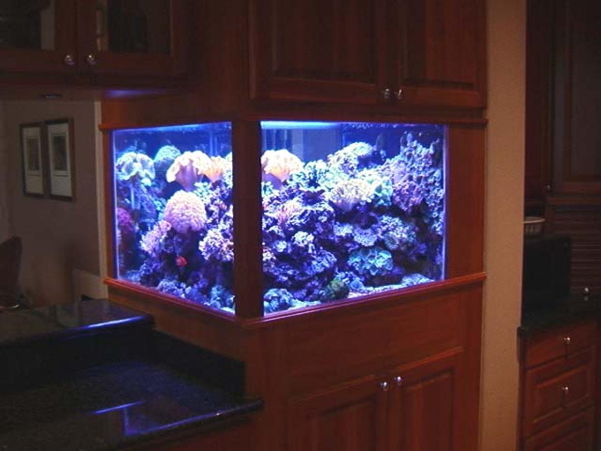 200 gallons reef tank (mostly live coral and fish) - 200 gallon DSB reef tank.