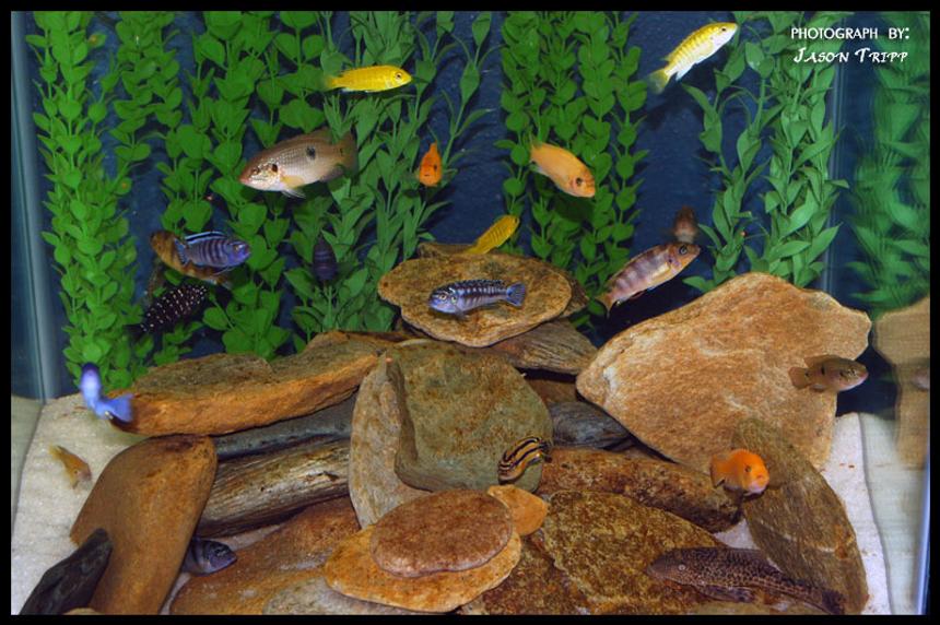 Rated #206: 47 Gallons Freshwater Fish Tank - 47 Gallon African Cichlid Tank.