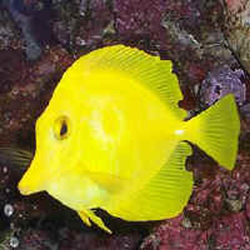 Rated #56: Saltwater Fish - Zebrasoma Flavescens - Yellow Tang - Hawaii Stocking In 29 Gallons Tank - My Yellow tang