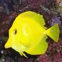 saltwater fish - zebrasoma flavescens - yellow tang - hawaii stocking in 29 gallons tank - My Yellow tang
