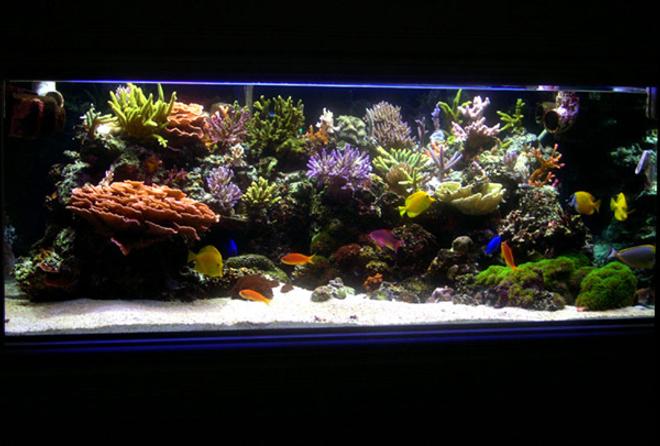 225 gallons reef tank (mostly live coral and fish) - Main Tank: 225gl Starphire (60Lx36Wx24H) Euro-Braced Reef Tank 

Water Movement: TUNZE 6100 Stream, SEIO 1500, One Aquaclear 270 Powerhead   

Main Pump: Sequence DART  

Skimmer:  Deltec AP851 

Calcium Reactor: GEO Calcium Reactor 

Main Lighting: Two 250 watt Metal Halide housed in Lumenarc III Reflectors 
Bulbs: Two XM 10K 250 Watt SE - Three 140 watt VHO (Two Uri Actinic, One Actinic White)
Ballasts: Two Hellolights ARO PRO Series Ballasts M58
Sump: 45gl sump, 4 cups of carbon changed every month. Small Refugium in sump.
Top Off: Tank is topped off with Kalkwasser using a Deltec KM500 Kalk Stirrer

 
Water Parameters:
	Calcium: ~ 400 PPM
	Alkalinity: ~ 7.5dKH
	Specific Gravity: ~1.026
	pH: ~ 8.23
	Temperature:~ 77.4 - 79.0
	Nitrate: Undetectable
	Phosphate: Undetectable