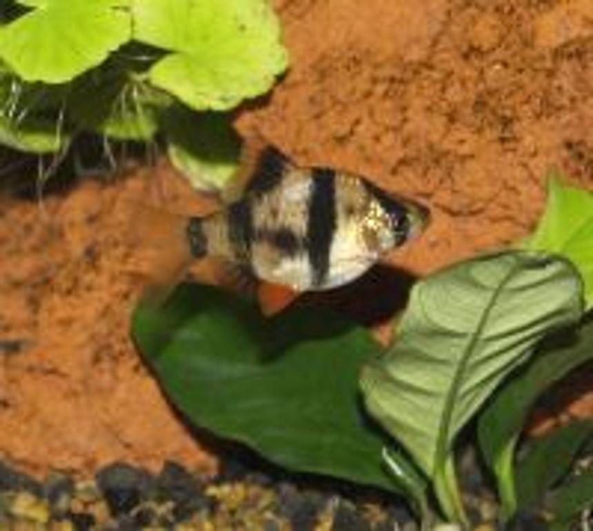 Rated #143: Freshwater Fish - Puntius Tetrazona - Tiger Barb Stocking In 55 Gallons Tank - Tiger Barb
