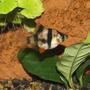 freshwater fish - puntius tetrazona - tiger barb stocking in 55 gallons tank - Tiger Barb