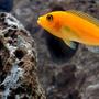 freshwater fish - pseudotropheus estherae - red zebra cichlid stocking in 55 gallons tank - Red Zebra