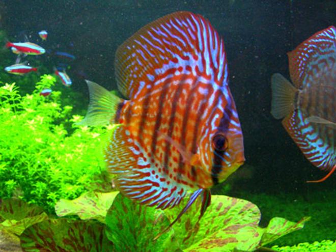freshwater fish - symphysodon spp. - red turquoise discus stocking in 46 gallons tank - "Max" - Red Spotted Green Discus - 2.5"