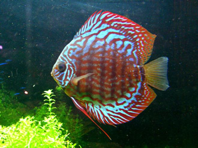 freshwater fish - symphysodon spp. - red turquoise discus stocking in 46 gallons tank - "Big Bertha" - Red Spotted Green Discus - 3.5"