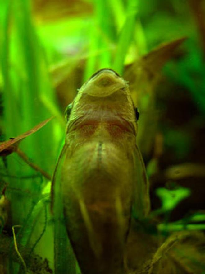 freshwater fish - otocinclus sp. - otocinclus catfish stocking in 46 gallons tank - otto - not exactly the most exciting fish, but i just liked this photo.