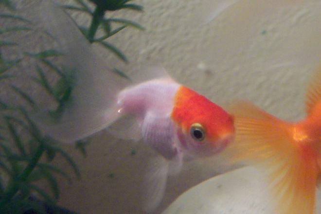 freshwater fish - carassius auratus - crown pearlscale goldfish stocking in 2 gallons tank - buba