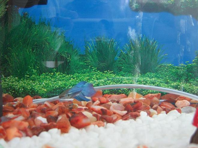 freshwater fish - betta splendens - betta - male stocking in 15 gallons tank - My Blueish Green Male Betta(Fighter Fish)