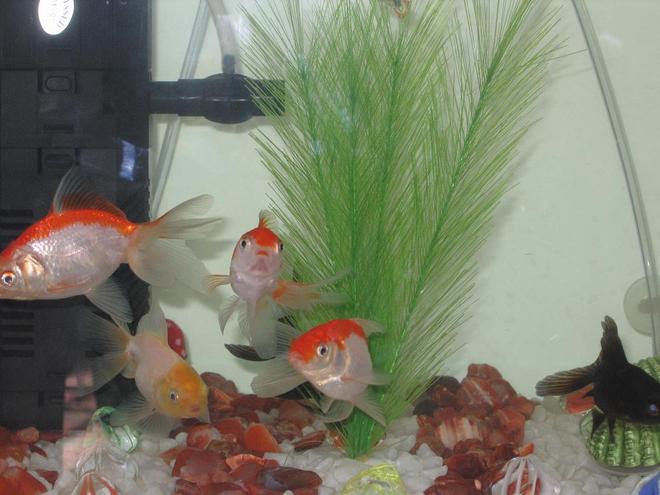 freshwater fish - carassius auratus - crown pearlscale goldfish stocking in 15 gallons tank - My Red_White Gold and Cream Gold fishes.