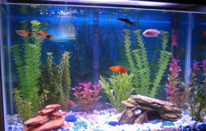Rated #312: 20 Gallons Freshwater Fish Tank - 20 Gal Tank